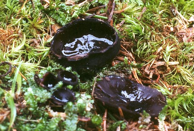 ušíčko černé - Misôčka tmavá  Pseudoplectania nigrella  (Pers.) Fuckel