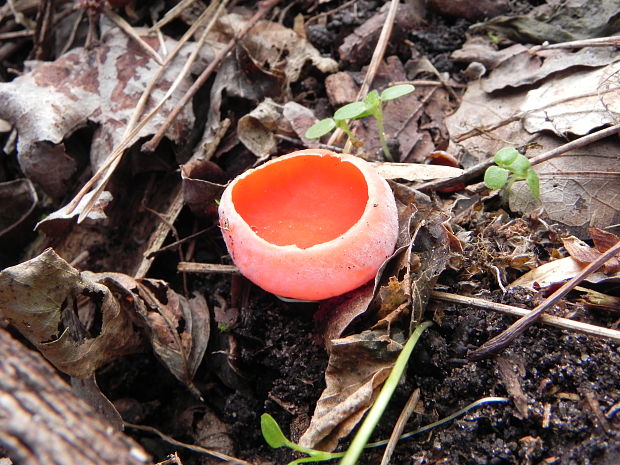 ohnivec rakúsky žltý Sarcoscypha austriaca var. lutea Ruini & Ruedl