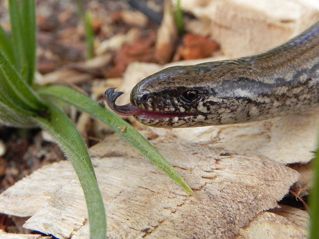 slepúch krehký anguis fragilis