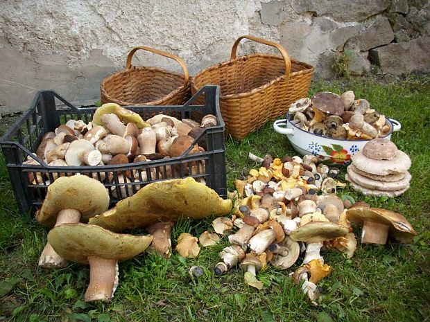 hríb dubový Boletus reticulatus Schaeff.