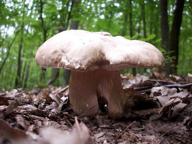 hríb dubový Boletus reticulatus Schaeff.