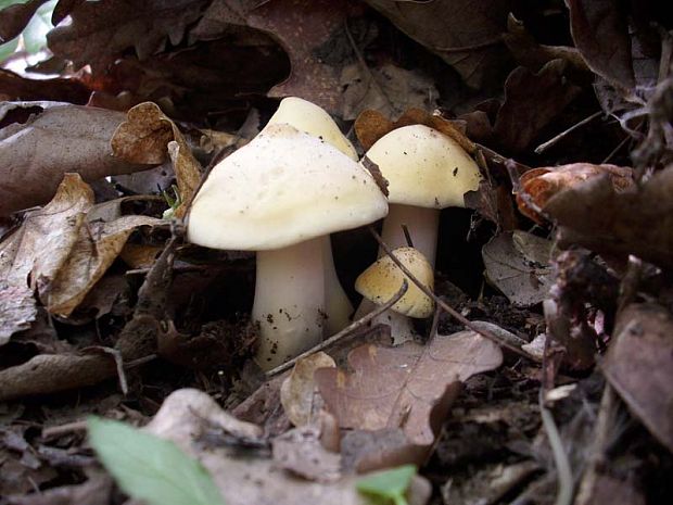 čírovnica májová Calocybe gambosa (Fr.) Donk