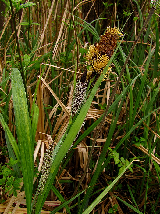 ostrica Carex sp.