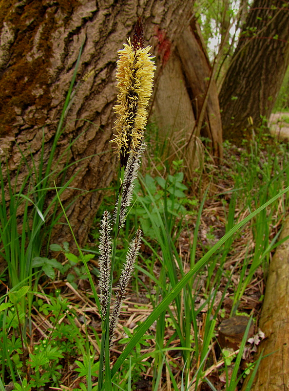 ostrica Carex sp.