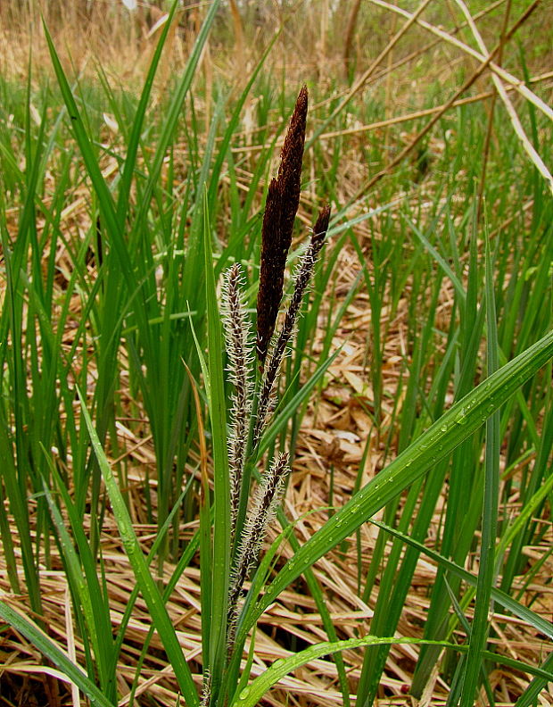 ostrica Carex sp.