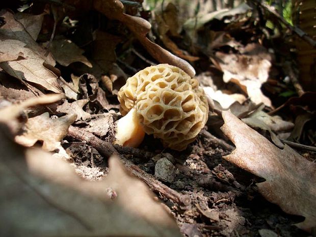 smrčok jedlý Morchella esculenta (L.) Pers.