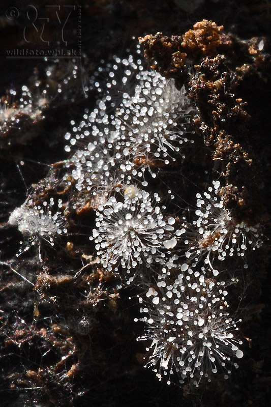 pleseň Mucor sp.