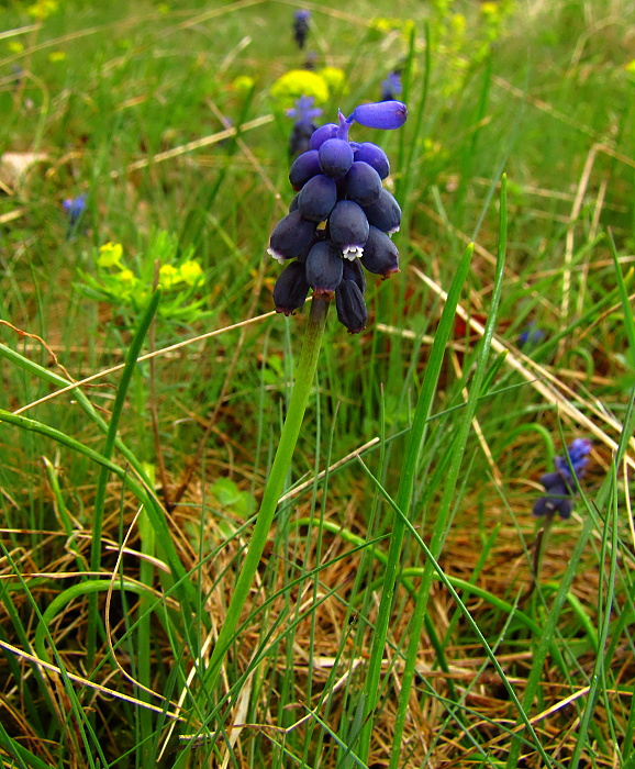 modrica arménska Muscari sp. Leichtl. ex Baker