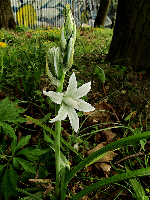 bledavka boucheova Ornithogalum boucheanum (Kunth) Asch.