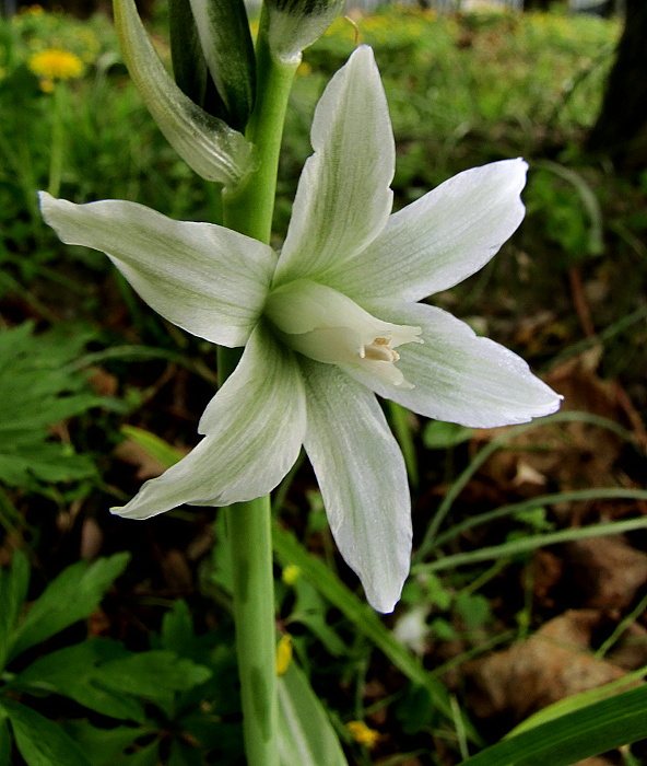 bledavka boucheova Ornithogalum boucheanum (Kunth) Asch.