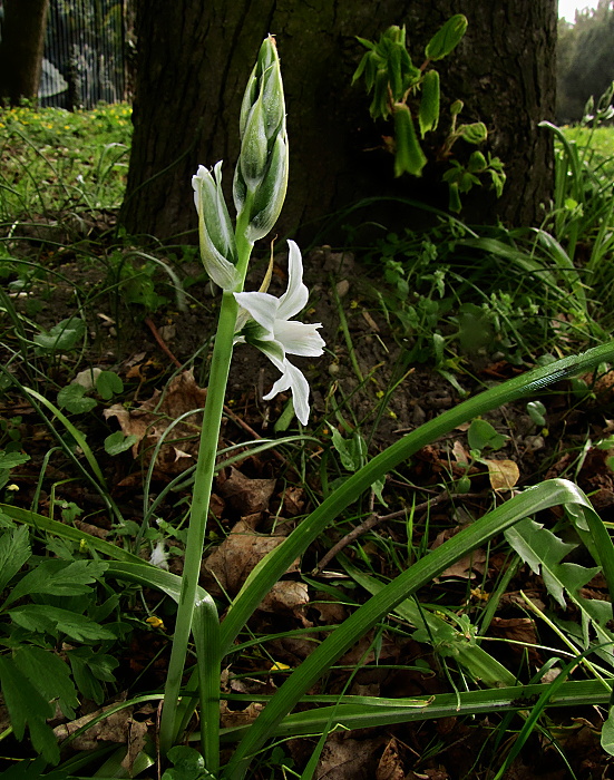 bledavka boucheova Ornithogalum boucheanum (Kunth) Asch.