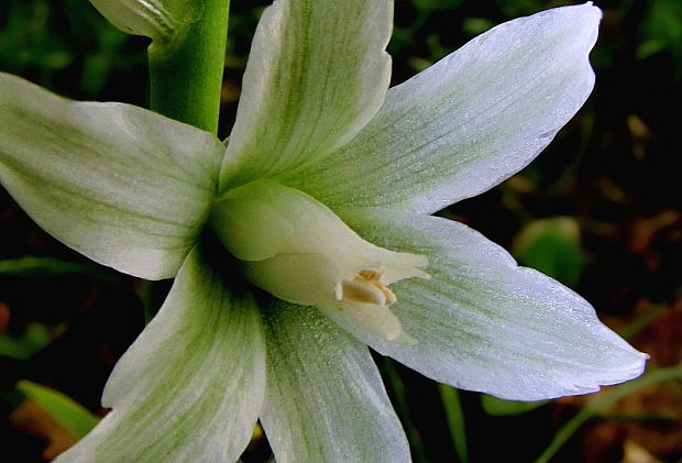 bledavka boucheova Ornithogalum boucheanum (Kunth) Asch.