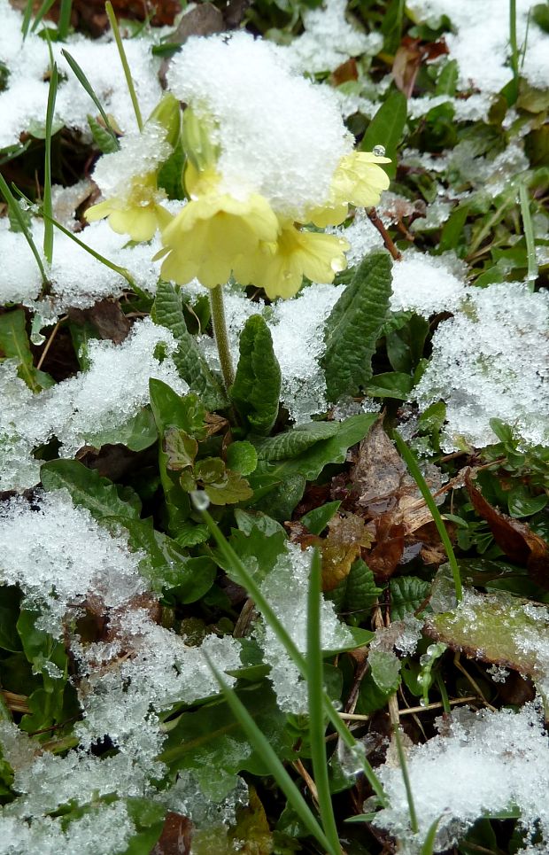 prvosienka vyššia Primula elatior (L.) L.