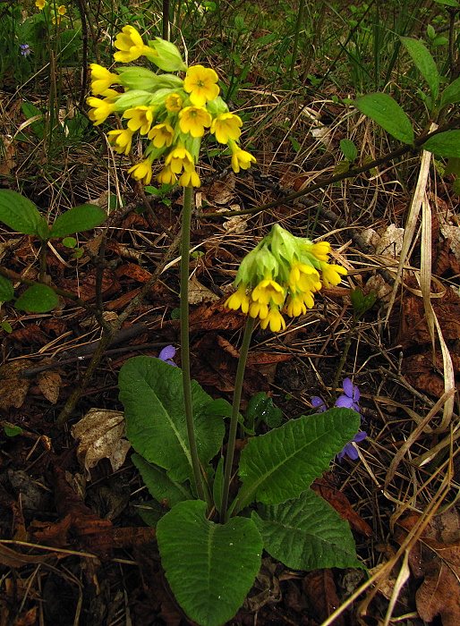 prvosienka jarná Primula veris L.