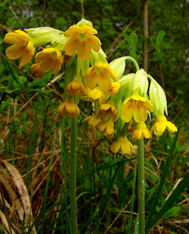 prvosienka jarná Primula veris L.