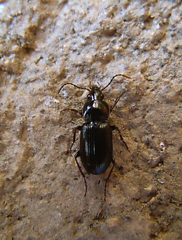 střevlíček  Pterostichus vernalis