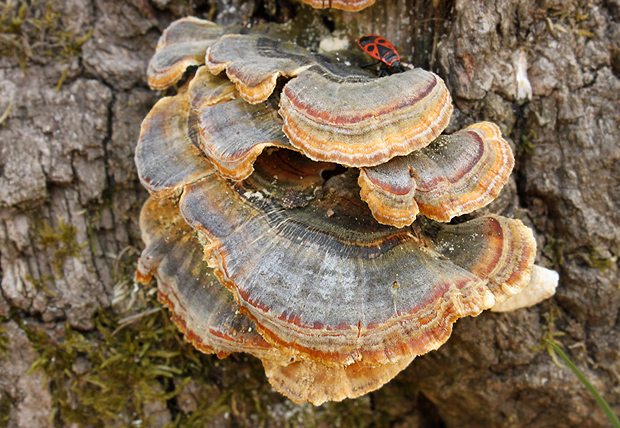 trúdnikovec pestrý Trametes versicolor (L.) Lloyd