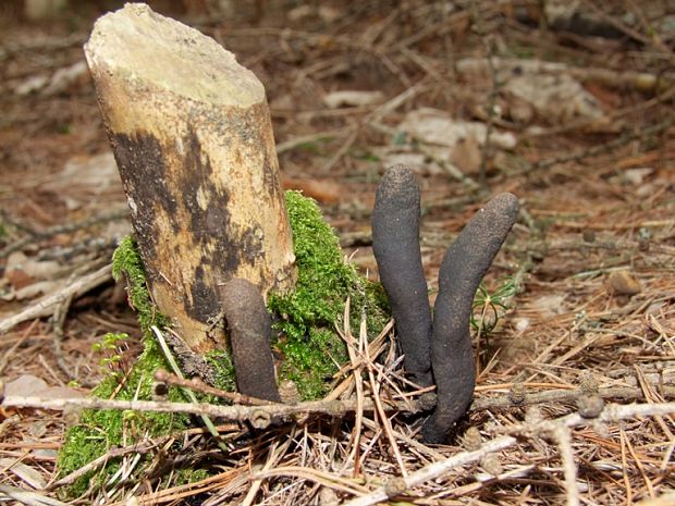 drevnatec kyjakovitý Xylaria polymorpha (Pers.) Grev.