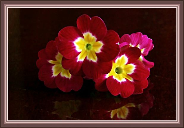 Primula