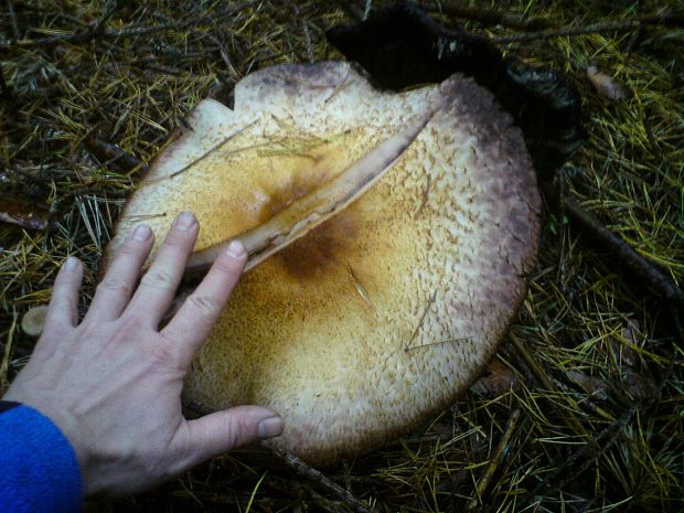 pečiarka obrovská Agaricus augustus Fr.