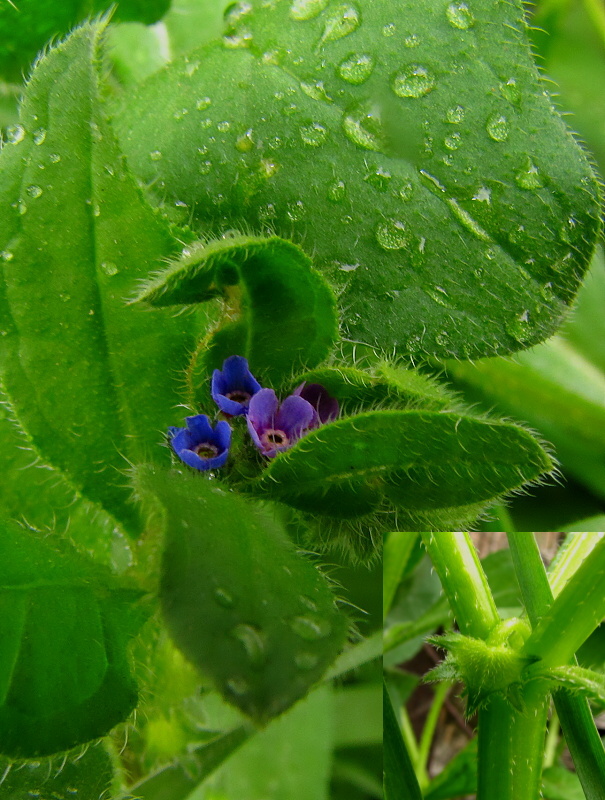 ostrolist poliehavý Asperugo procumbens L.