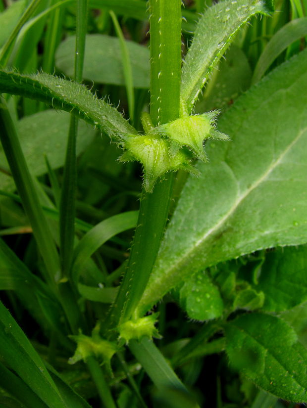 ostrolist ležatý Asperugo procumbens L.