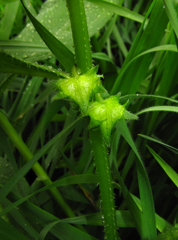 ostrolist poliehavý Asperugo procumbens L.