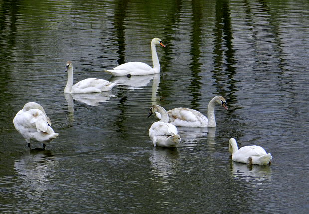 labuť hrbozobá Cygnus olor