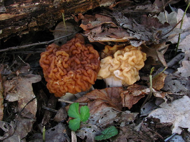 ušiak obrovský Gyromitra gigas (Krombh.) Cooke