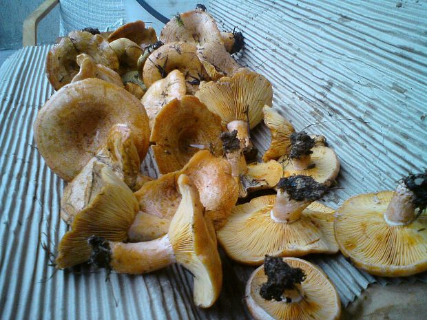 rýdzik pravý Lactarius deliciosus (L.) Gray