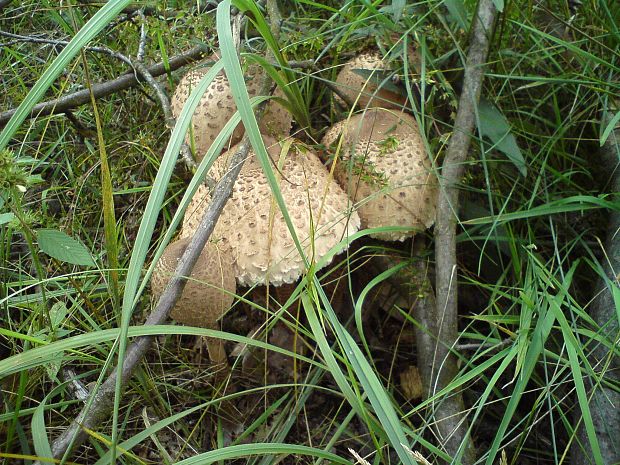 bedľa vysoká Macrolepiota procera (Scop.) Singer