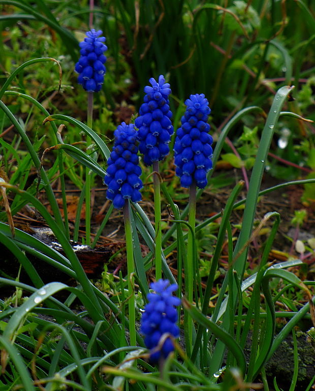 modrica arménska Muscari sp. Leichtl. ex Baker