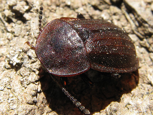 zdochlinár černastý/mrchožrout černý Phosphuga atrata atrata var. brunnea (Herbst, 1793)