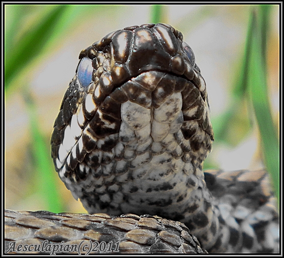 vretenica severná Vipera berus