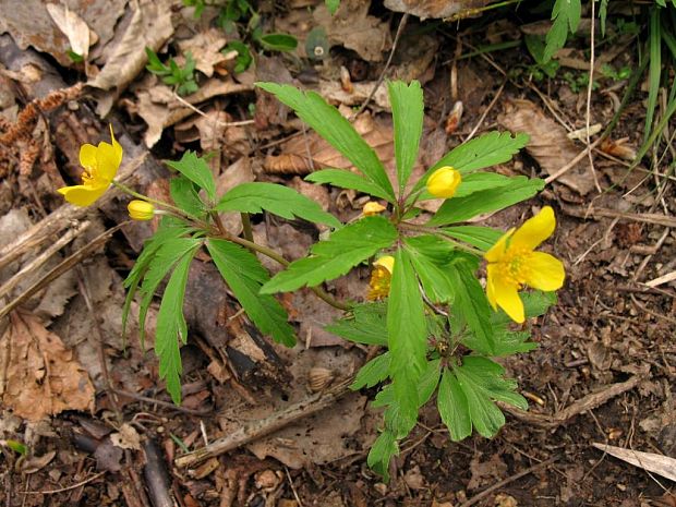 veternica iskerníkovitá Anemone ranunculoides L.