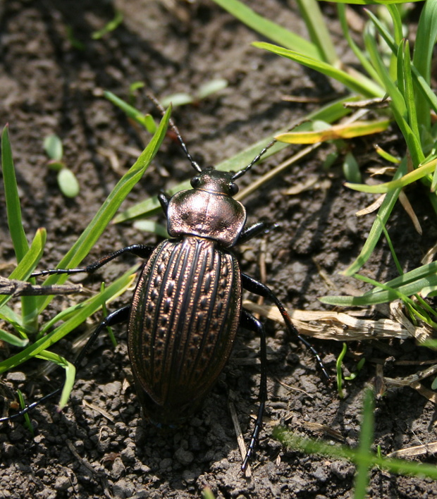 bystruška Ullrichova Carabus ullrichii