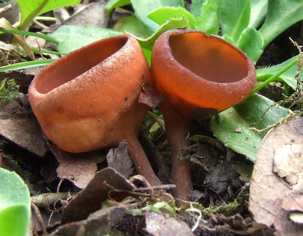 hľuznatka veternicová Dumontinia tuberosa (Bull.) L.M. Kohn