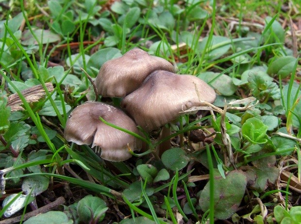 hodvábnica včasná Entoloma vernum S. Lundell