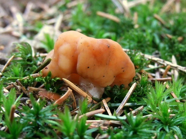 ušiak obrovský Gyromitra gigas (Krombh.) Cooke