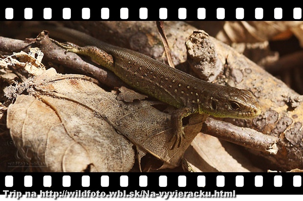 jašterica krátkohlavá Lacerta agilis