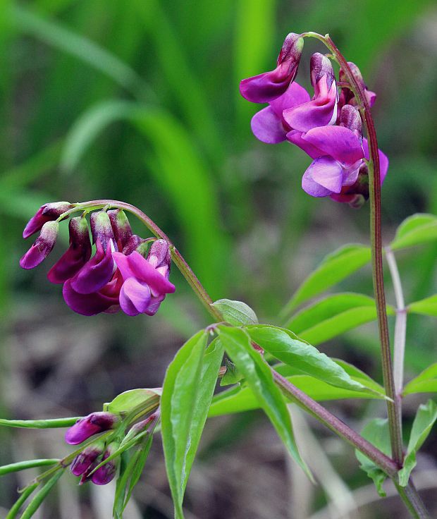 hrachor jarný Lathyrus vernus (L.) Bernh.