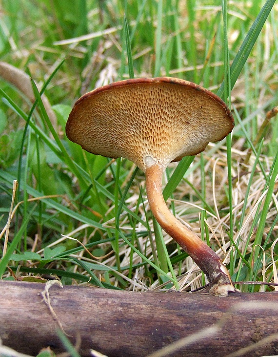 trúdnik zimný Lentinus brumalis (Pers.) Zmitr.