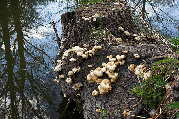 húževnatec tigrovaný Lentinus tigrinus (Bull.) Fr.