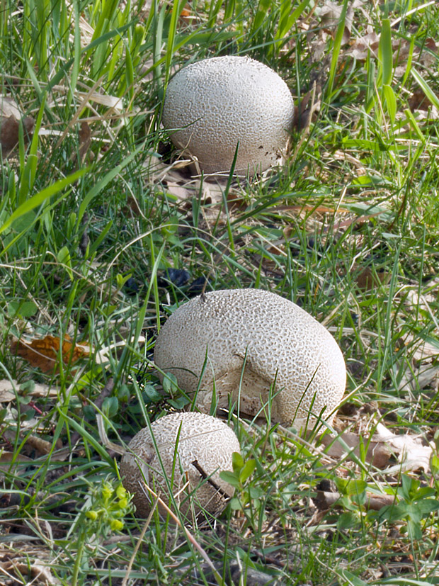 rozpadavec dlabaný Lycoperdon utriforme Bull.