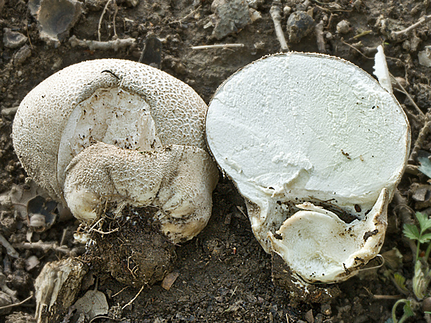 rozpadavec dlabaný Lycoperdon utriforme Bull.