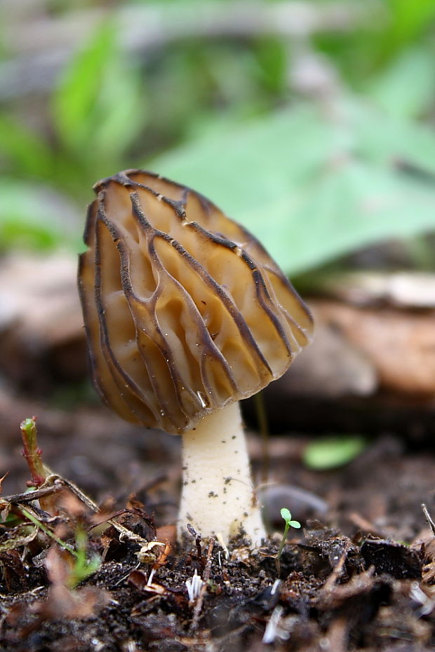 smrčok hybridný Morchella semilibera DC.