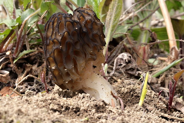 smrčok Morchella sp.