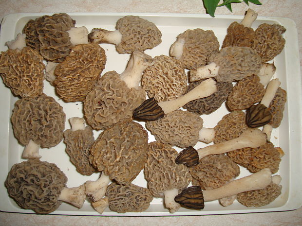 smrčky Morchella sp.