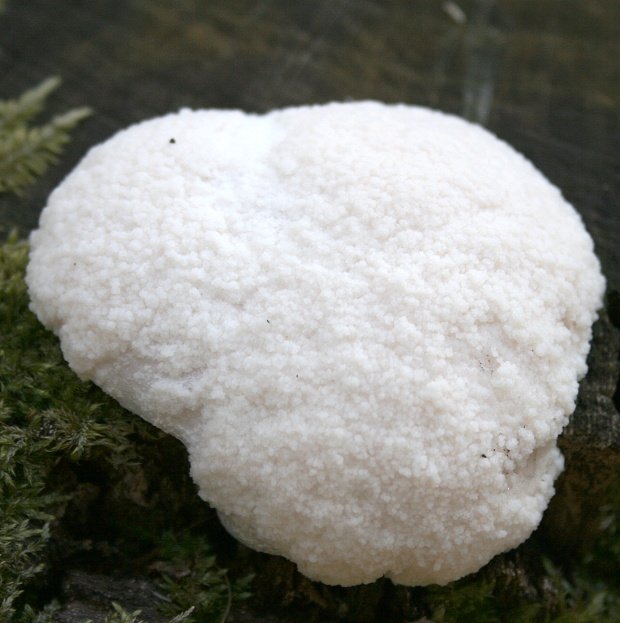 slizovka Myxomycetes