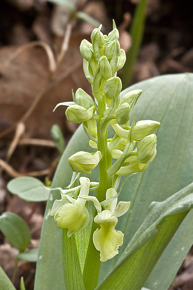 vstavač bledý Orchis pallens L.